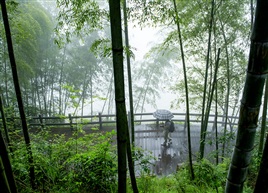 雨林