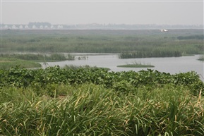 淀山湖湿地