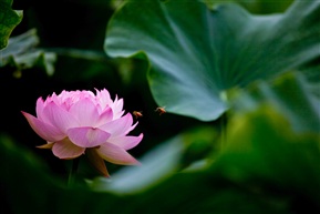 闻香来