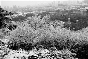 秀美亭林  （冬）
