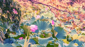 荷