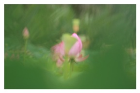 荷（二）