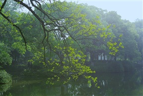 绿色亭林