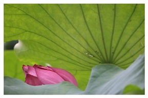荷