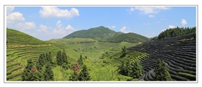 大莱梯田