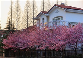 樱花苑