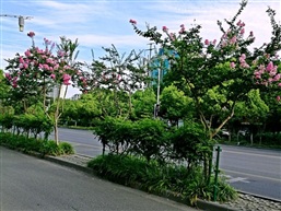 夏日路景