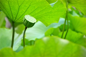 昂首挺胸