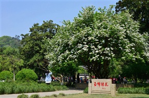 《市花》