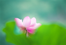 荷