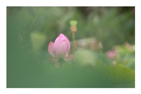 荷