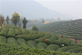 晨雾中的茶山