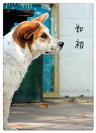 如初