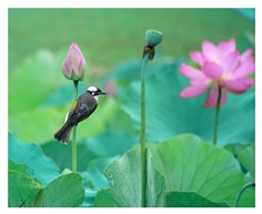 《荷韵》