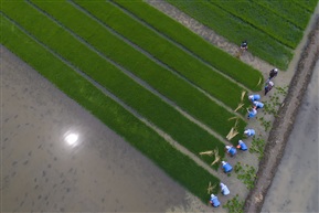 插秧季节（1））