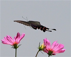蝶恋花---8