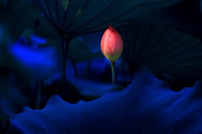 《荷韵》 -9