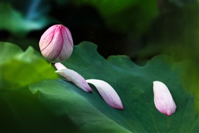 《荷韵》 -12