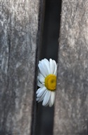 小野菊