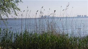 阳澄湖水景