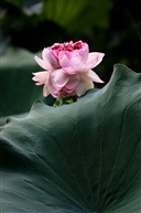 《荷韵》 -5