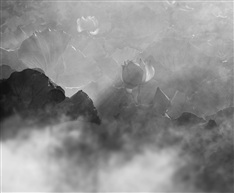 《荷韵》 -7