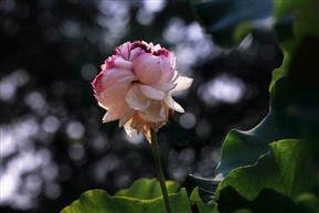 《荷韵》 -8
