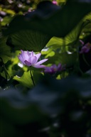 群芳妒