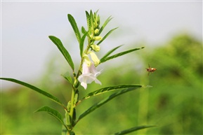芝麻开花节节高