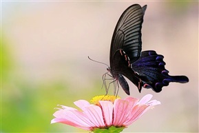 蝶恋花---2