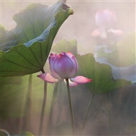 《荷韵》 -6
