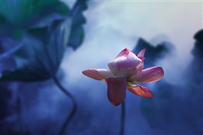 《荷韵》 -3