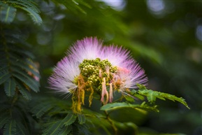 树花