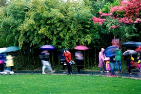雨中游