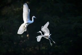 空中芭蕾