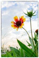 小花