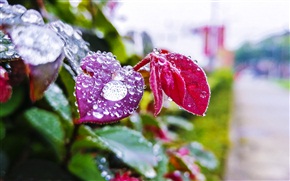 水晶心