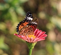 蝶恋花