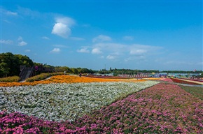 秋菊花海