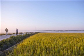晨雾4