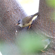 黑额凤鹛---1