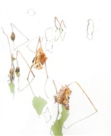 芳心入梦待明春