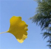 念秋