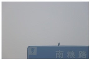 雾霾中的一只小小鸟