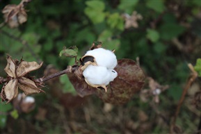棉花