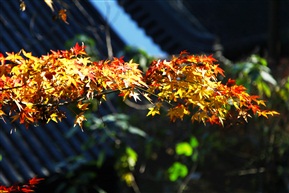 枫叶1