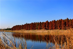 杉树林