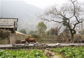 山村随拍 