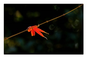 片片枫叶红我心