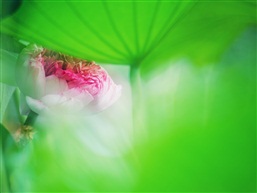 夏荷-3